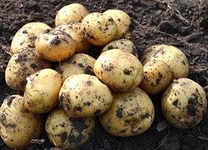 Продається насіннєва картопля різних сортів