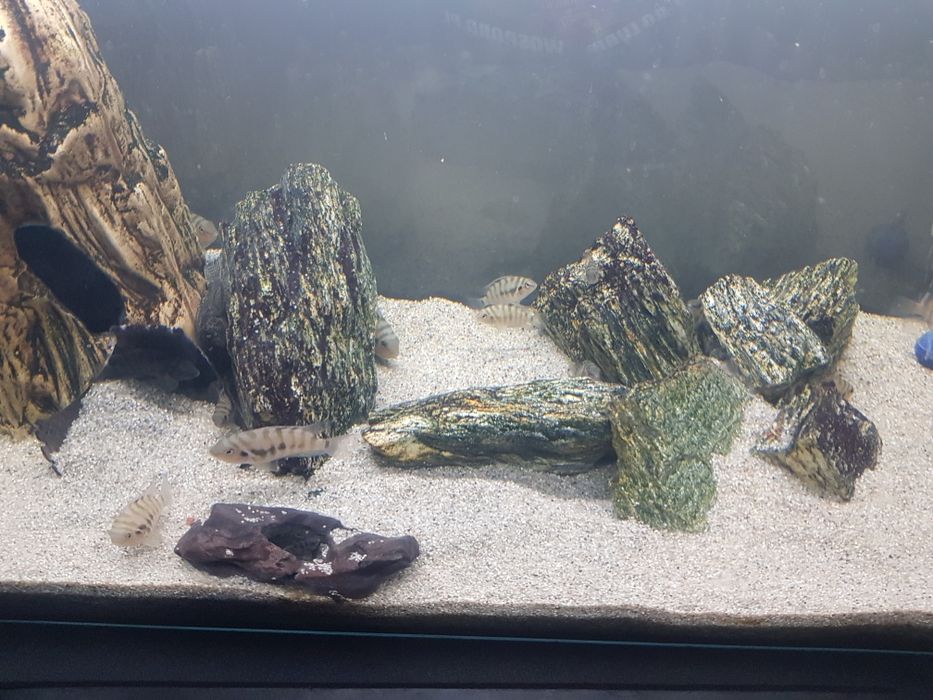 Sprzedam młode rybki pilegnica zebra