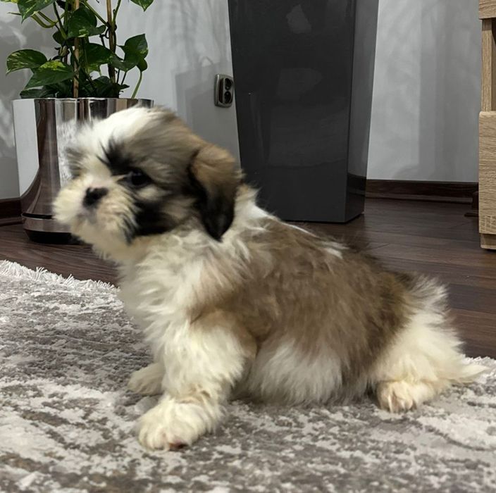 Szczeniak Piesek SHIH TZU
