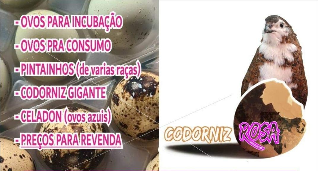 Ovos para incubação (codorniz gigante)