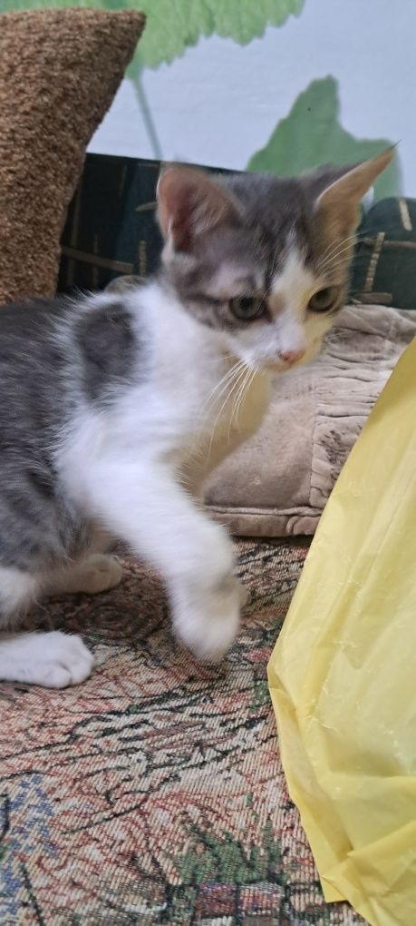 Дарю котят бесплатно
