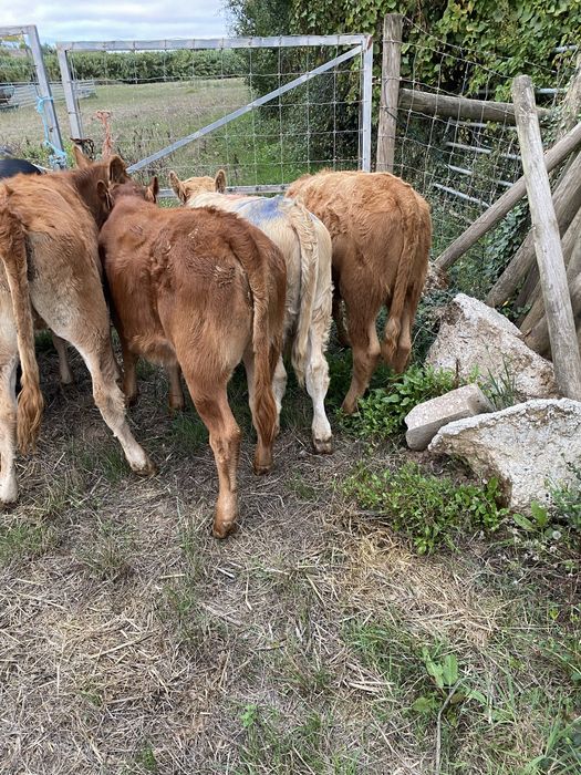Lote de vitelas cx de limousines