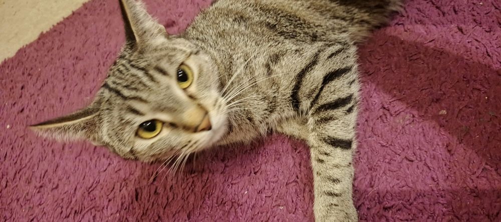 Dwie kotki szukają domu