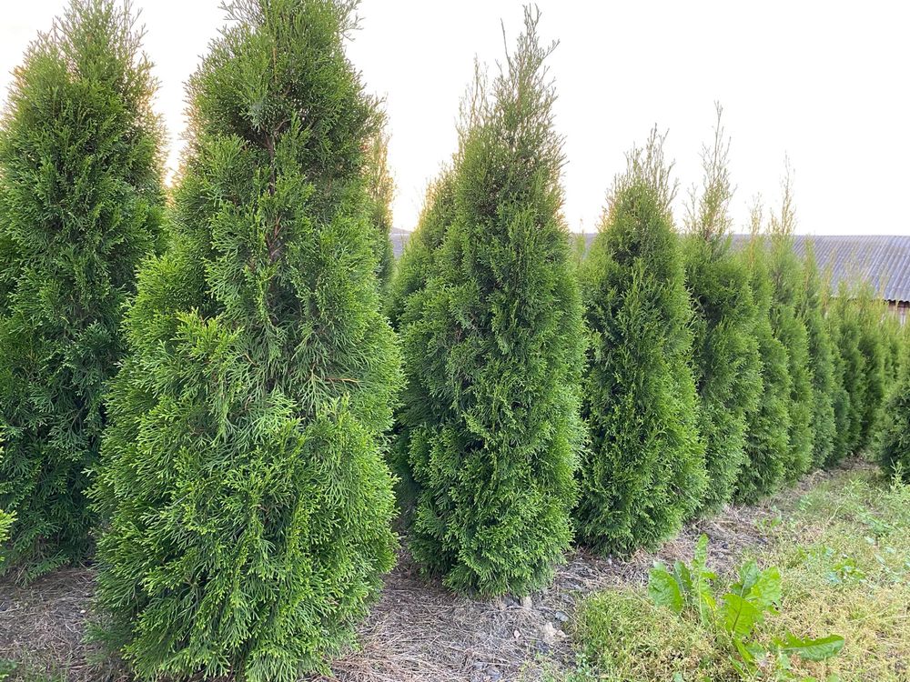 Tuja "Szmaragd" - Thuja, Żywotnik zachodni, wys. 160-200cm z gruntu