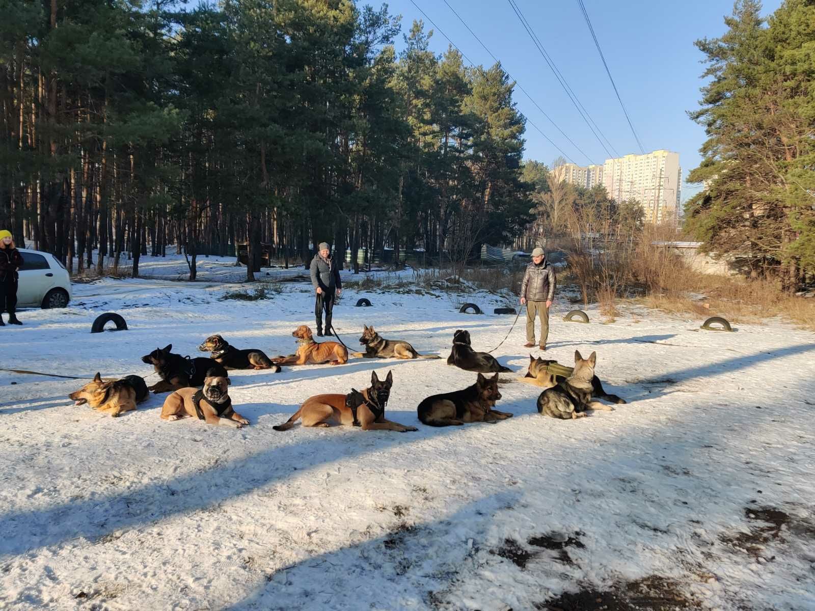 Дрессировка собак