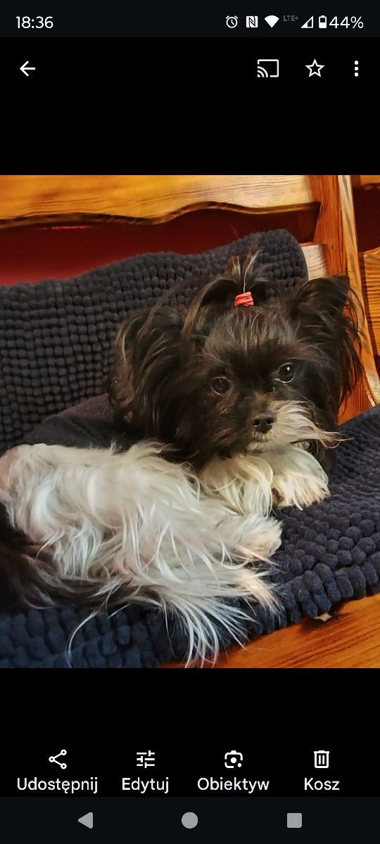 Yorkshire terrier FIGARO biewer piesek