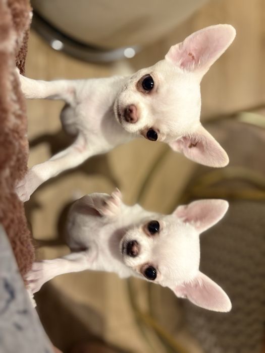 Chihuahua-suniaZKwP (FCI)