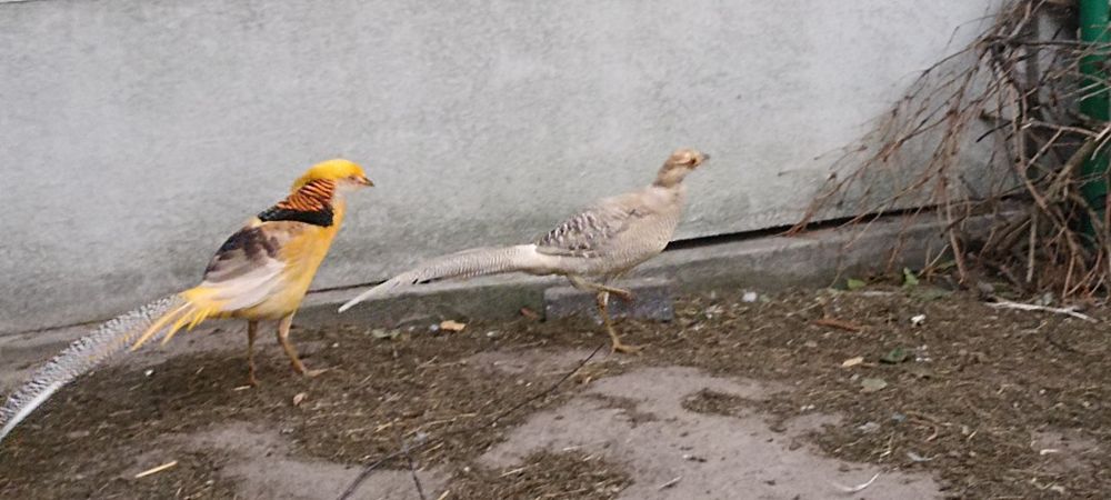 Bażanty bananowe 2025r.
