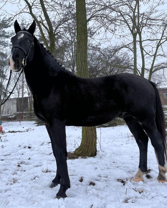 Koń śląski grzeczny