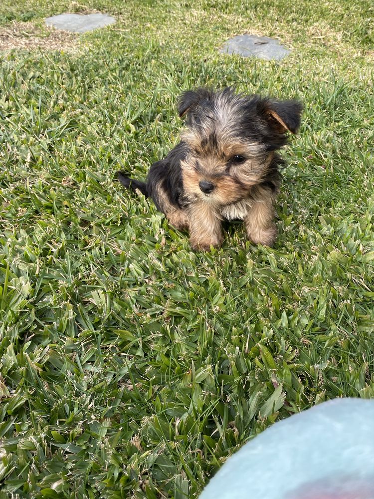 Yorkshire terrier