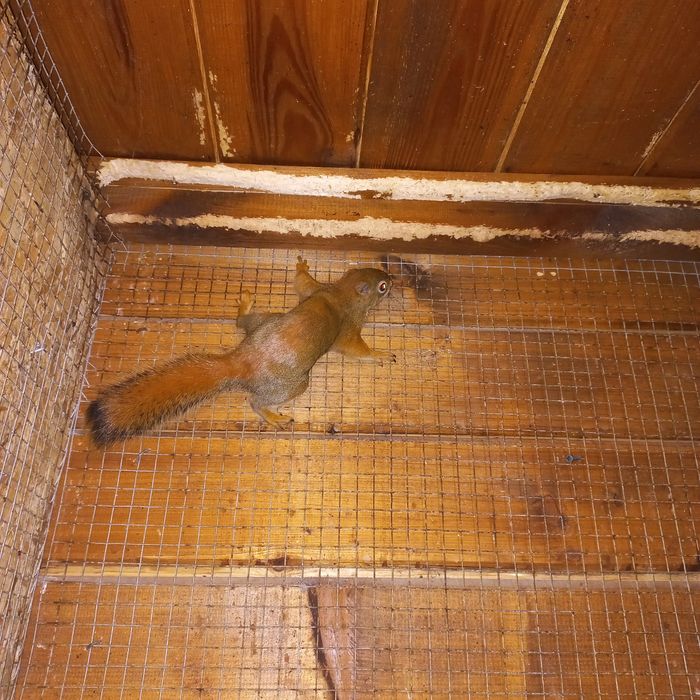 Sprzedam  samca wiewiorki Hudsona