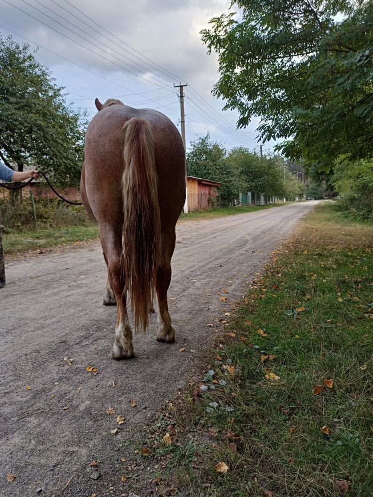 Продам коня, жеребця 2,9 роки Новоолександрівський ваговоз