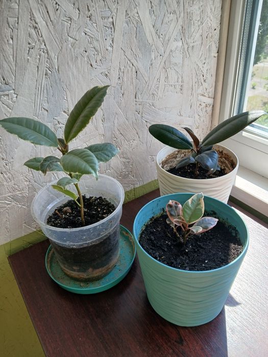 Фікус з горщиком