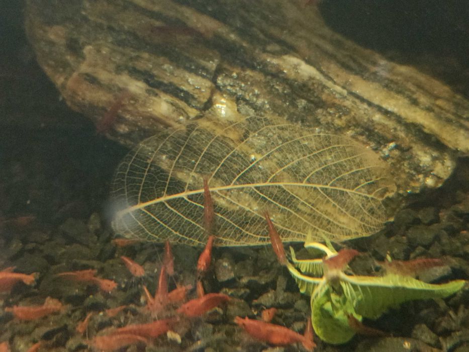 Krewetki Neocaridina Red Cherry słodkowodne akwarium
