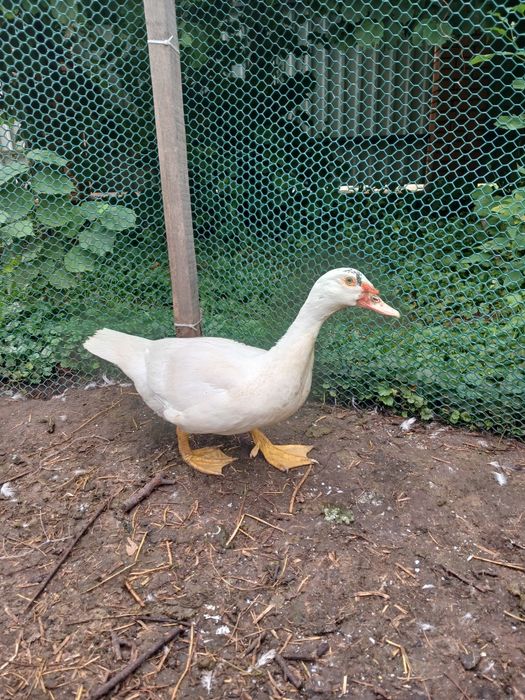 Продажа Індокачки