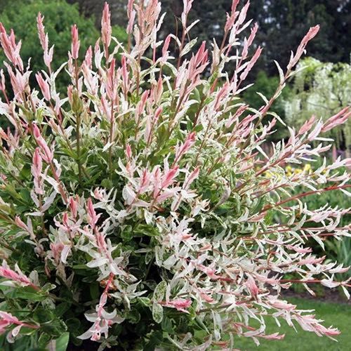 Верба Хакура в горщику 0,5л