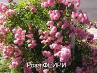 Роза Фейри -настоящая Фея в саду