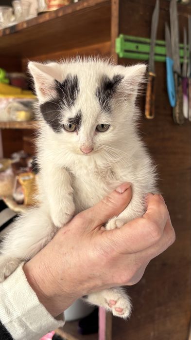 Кошенятка в добрі руки