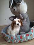 Cavalier King Charles Spaniel suczka