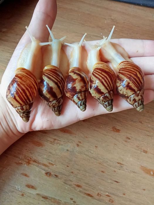 Ахатина ретекулята альбино