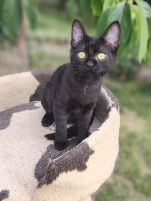 Котенок в хорошие руки