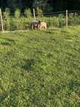 Suffolk macho cruzado