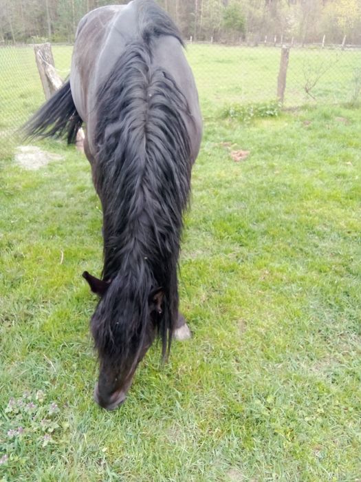 Продам жеребця 7 років