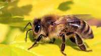 Продам невелику пасіку, пчел, бджолосім'ї