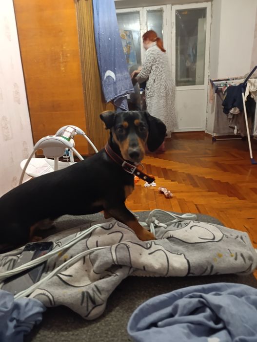 Ищем девочку таксы