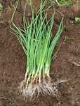 Cebolo para plantar
