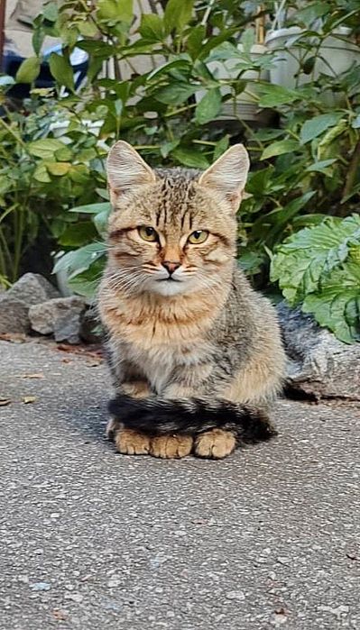 Отдам кошечку-подростка