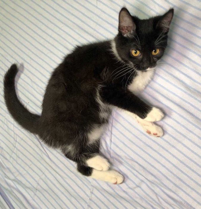 Кошенятко Марсі  ручна, добра, грайлива дівчинка, їй 3,5 місяці.