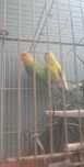 Agapornis reprodutores