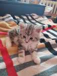 Дуже гарне маленьке кошиня