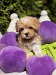 Maltipoo Kawowa Suczka Art Puppies