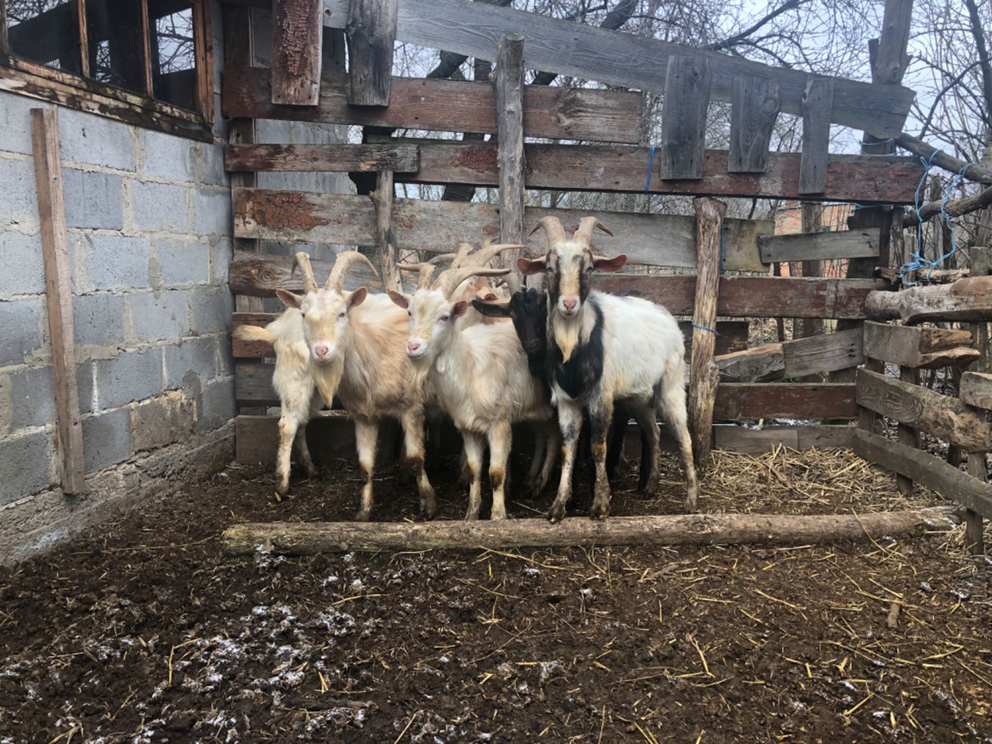 Покриття  ваших кіз козлами різних порід