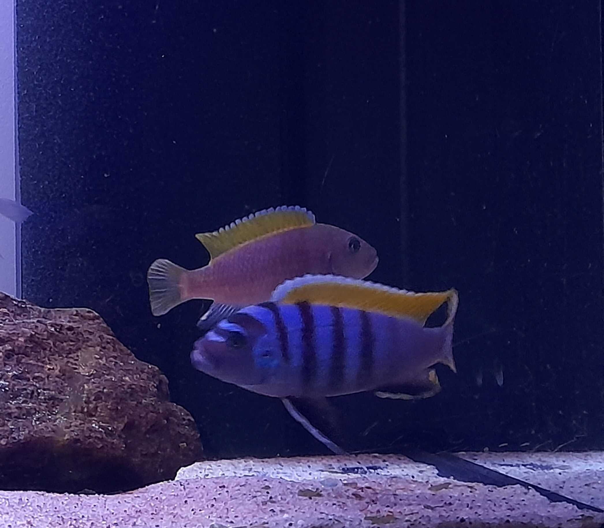 Pyszczaki Cynotilapia Zebroides Jalo Reef