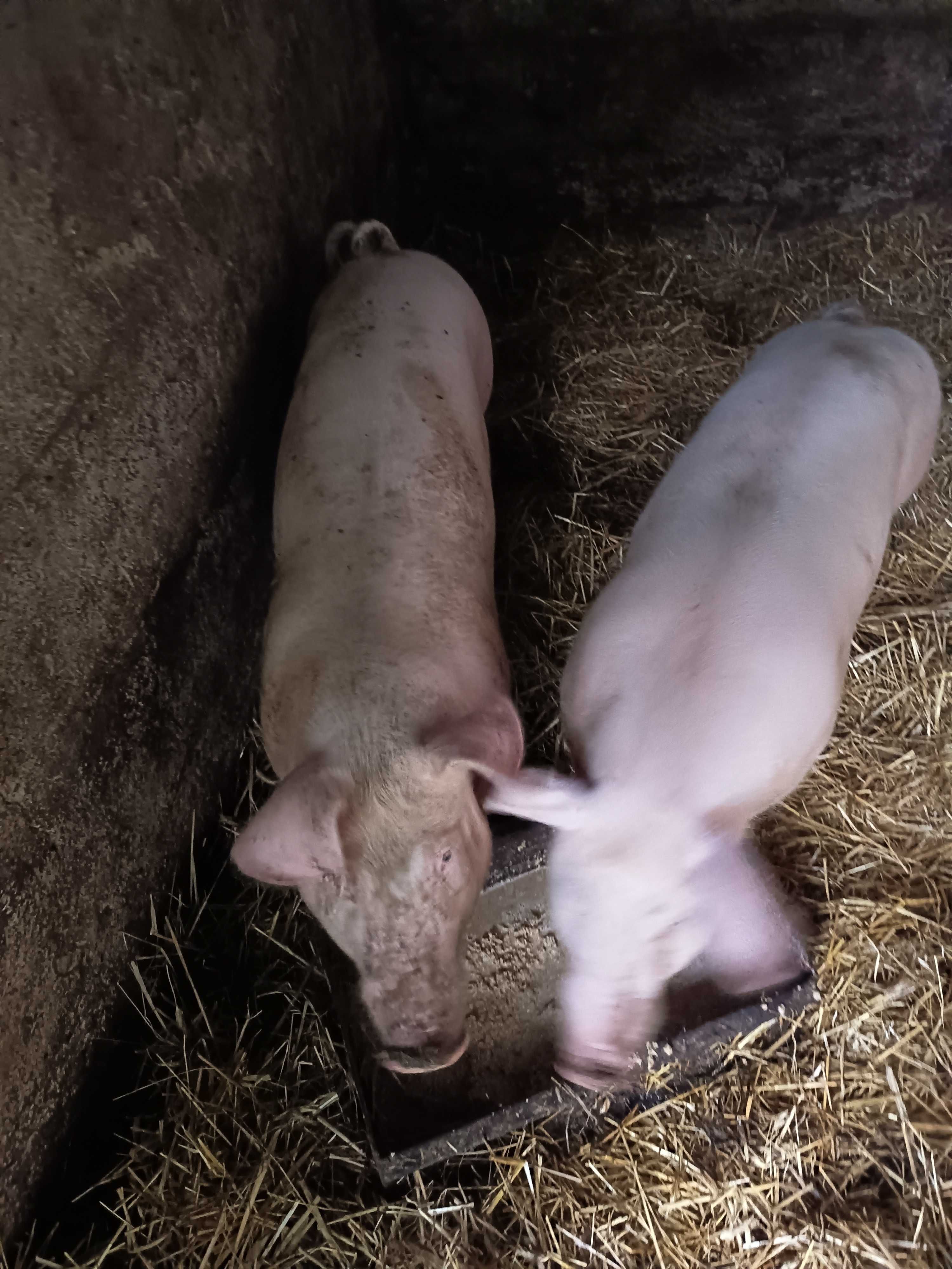 Tucznik świnki świnie prosiak