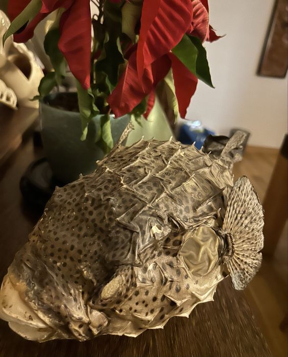 Peixe balao oriundo de cabo verde novo seco e processado