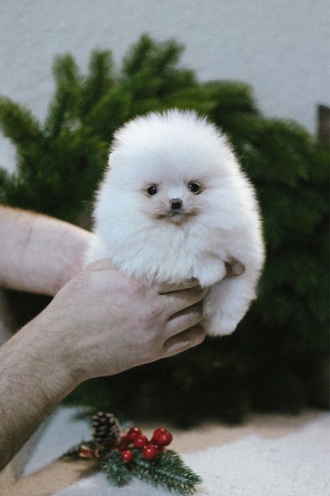 Детки померанского шпица