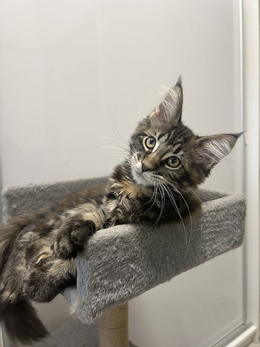 Kotka Maine Coon “GEORGIA” f22 FPL/FIFE – klasyczny czarny szylkret