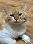 Котик шукає родину