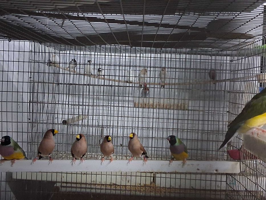 Diamantes Mascarados