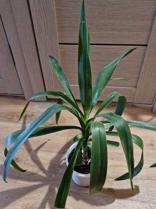 Юкка комнатная пальма