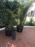 Palmeiras Butia capitata ( palmeira da geleia)