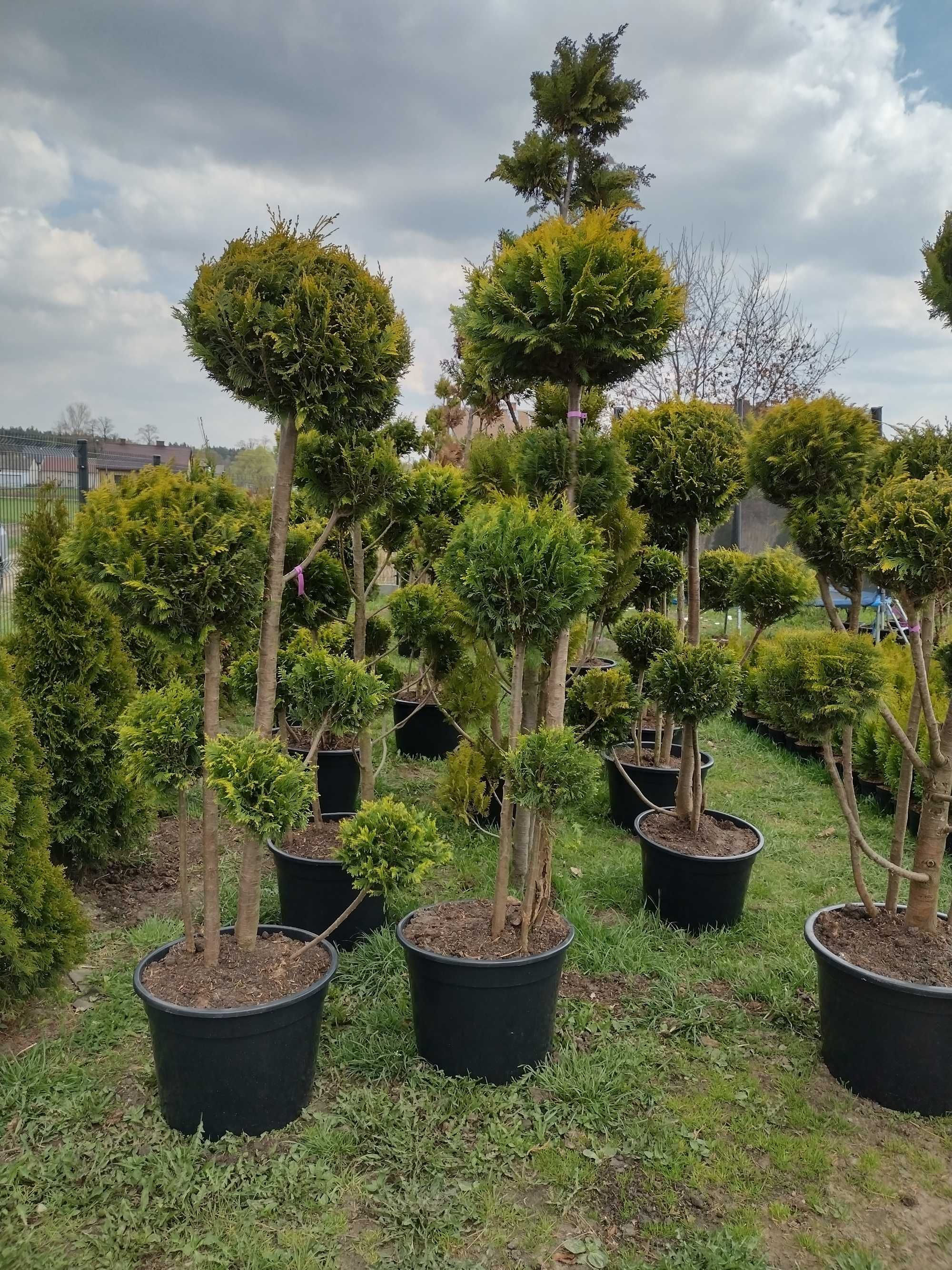 Cyprys bonsai 160-300cm (katalpa,klon,laurowiśnia,szmaragd,brabant)