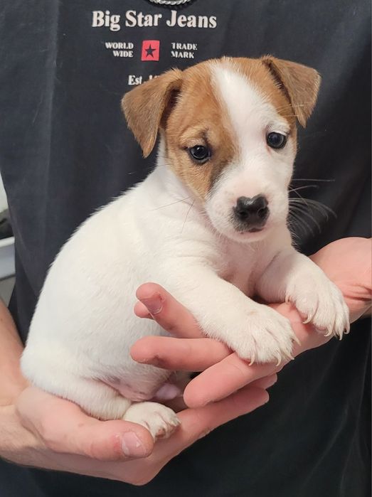 Jack Russell Terrier Szczeniak Zaprasza