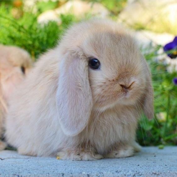 KIT Coelhos anões mini Lop(orelhudos) muito fofos