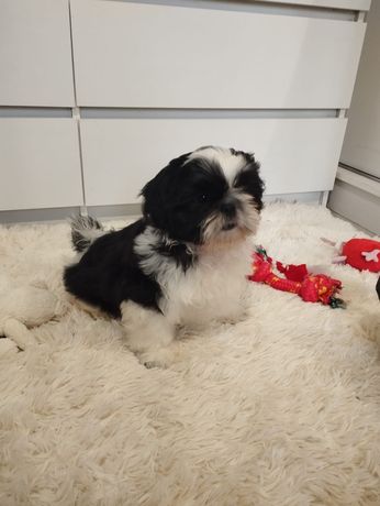 shih tzu  szczeniaczek