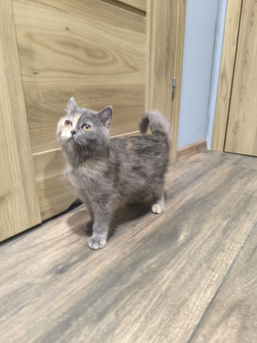 Kotki brytyjskie z rodowodem FPL